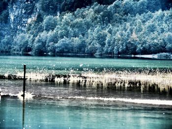 Scenic view of lake in forest