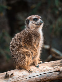 Close-up of meerkat