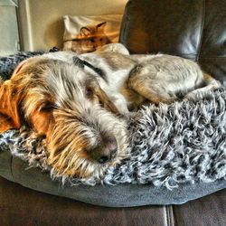 Close-up of dog sleeping