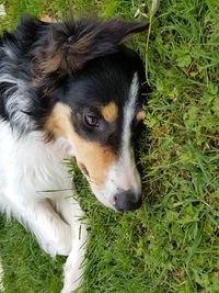 Close-up portrait of dog