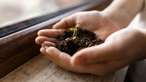 Hands of unrecognizable person holding seedling