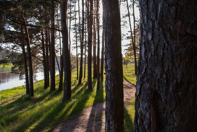 Trees in forest