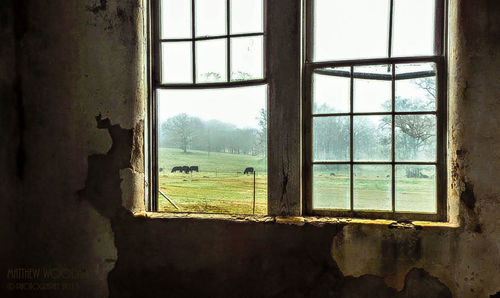 Trees seen through window