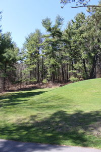 Trees growing in park