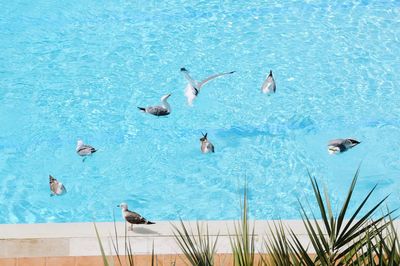 High angle view of birds swimming in pool