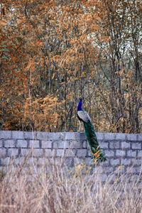 Bird perching on a field