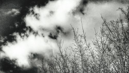 Low angle view of trees against sky