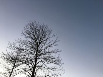 Low angle view of bare tree against clear sky
