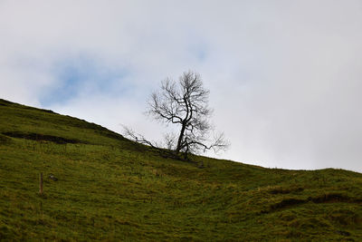 Low angle view of bare tree on hill against sky