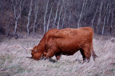 Close-up of horse on field during winter