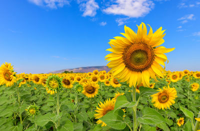 Sunflowers in field against sky