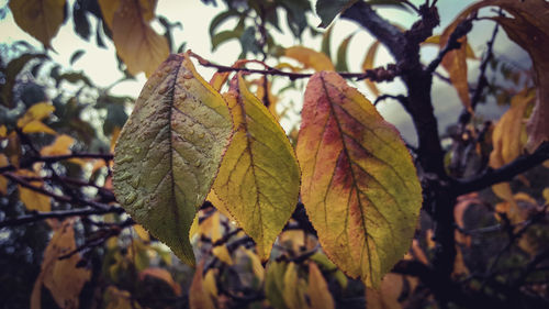 Close-up of autumnal leaves