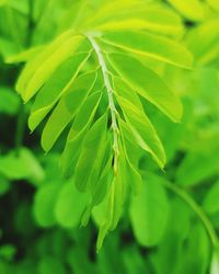 Close-up of green leaves