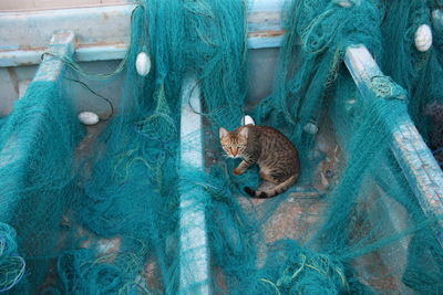 Panoramic view of turtle