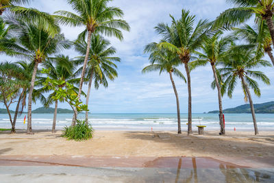 Palm trees on beach against sky