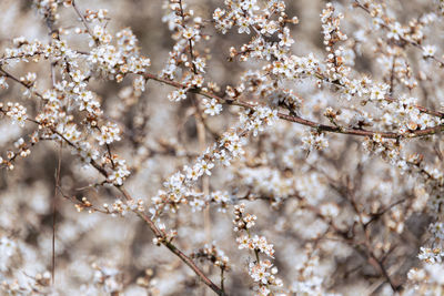 Close-up of cherry blossom