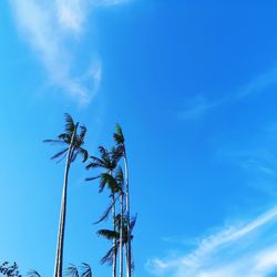Low angle view of coconut palm tree against blue sky
