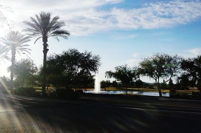 Palm trees against sky