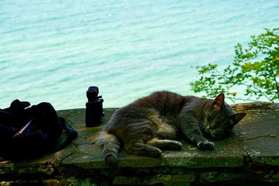 Cats relaxing in sea