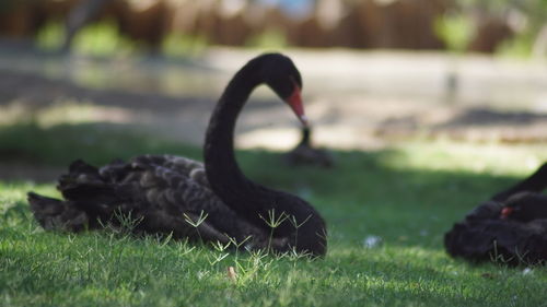 Close-up of black swan on field