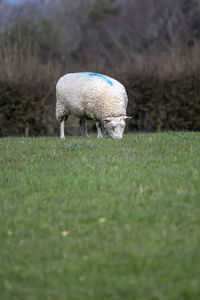 Sheep grazing in a field