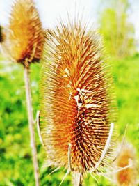 Close-up of dandelion on field