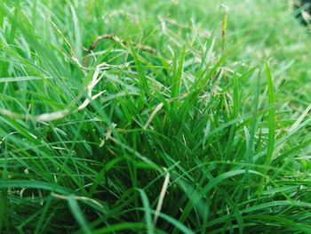 Full frame shot of fresh green field