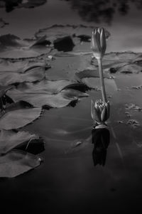 Reflection of trees in water