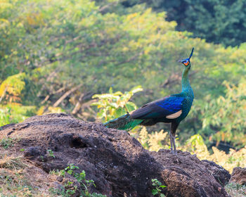 Close-up of peacock perching on tree