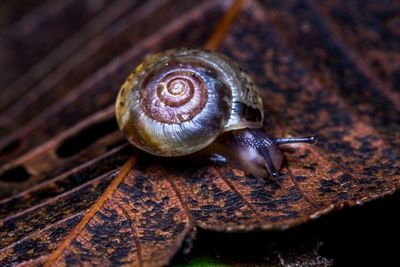 Close-up of snail on wood