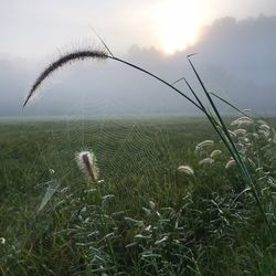 Close-up of grass on field against sky