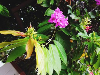 Close-up of flowers blooming outdoors