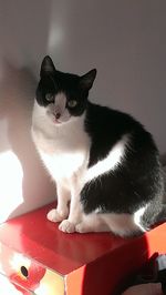 Cat looking away