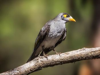 Close-up of bird perching on branch