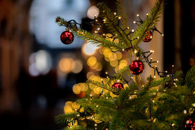 Close-up of christmas tree
