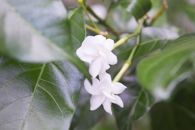 Close-up of white flowers
