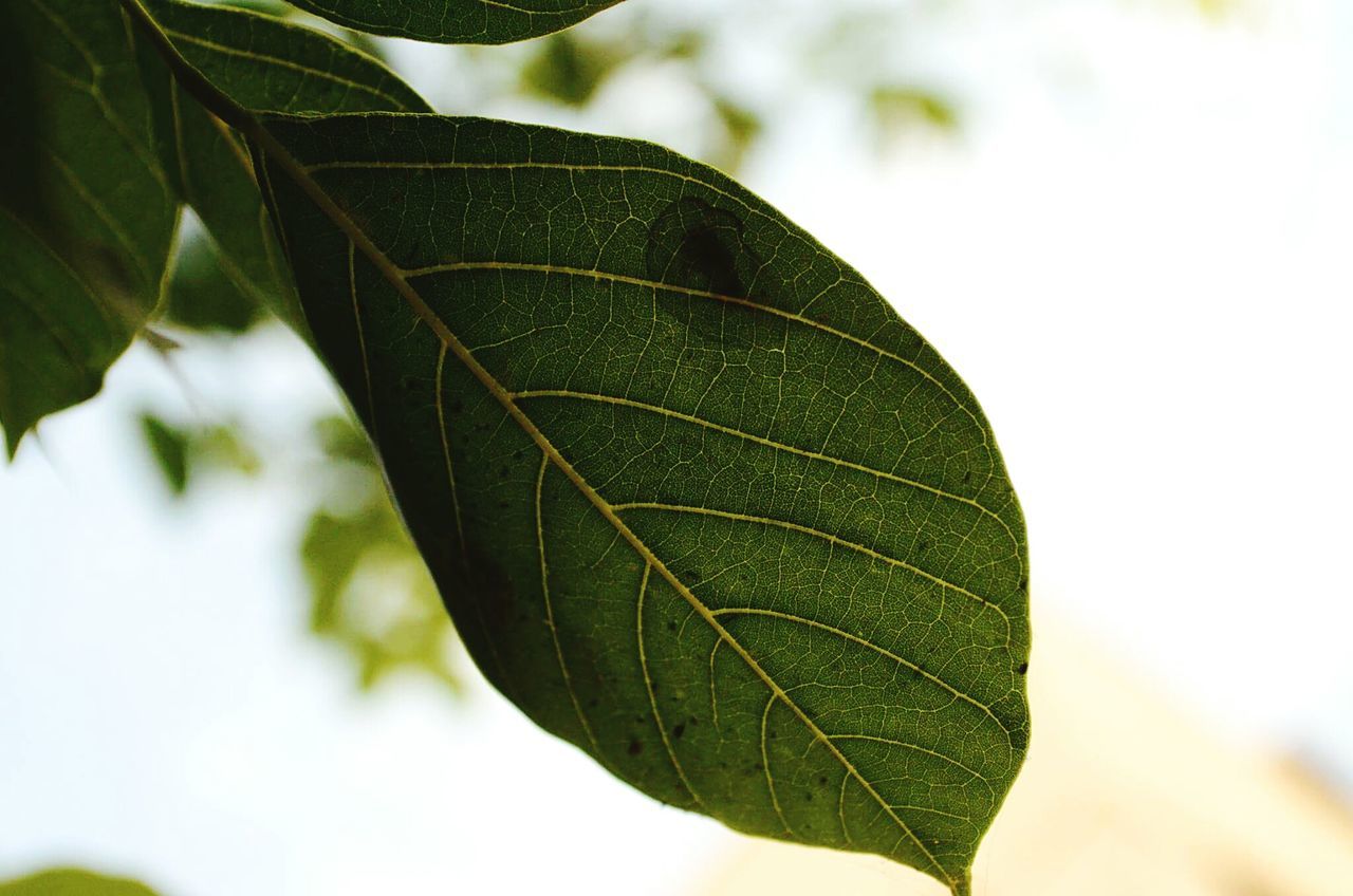 leaf, green color, leaf vein, growth, close-up, focus on foreground, nature, plant, natural pattern, leaves, beauty in nature, tree, green, selective focus, tranquility, day, branch, outdoors, no people, sunlight