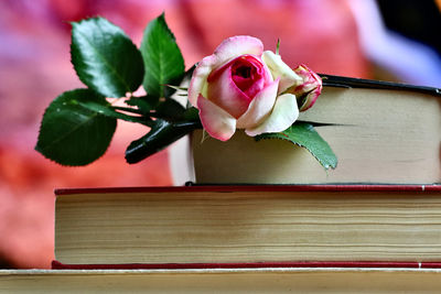 Close-up of pink rose on table