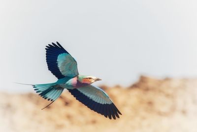 Low angle view of bird flying in sky