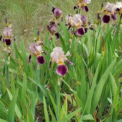 Close-up of purple flowering plants on field