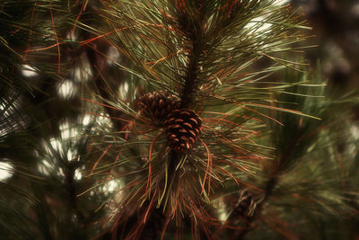 Close-up of palm tree