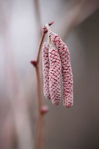 Close-up of wilted pink rose flower