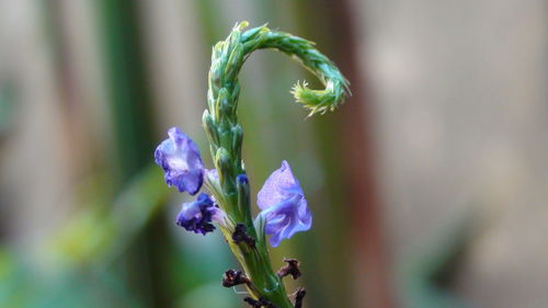Close-up of purple flowering plant