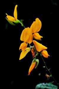 Close-up of yellow flowering plant