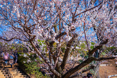 Low angle view of cherry blossom tree