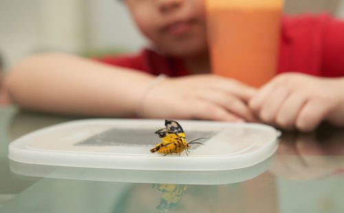 A yellow butterfly perched on a table in the house. on blur kid look at background