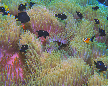 Three spot domino damselfish