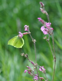 Lemon butterfly