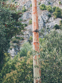 High angle view of trees growing in forest