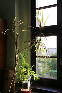 Close-up of potted plant on table at home